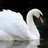 Pet Swan